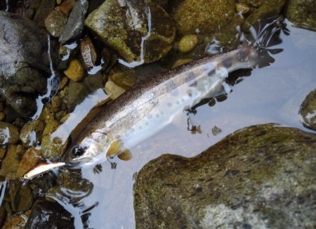 渓流ミノーイングで尺イワナ２本